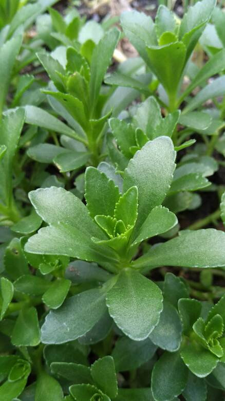 请问这是云南白药吗