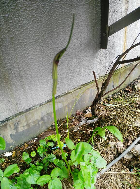 这是什么草像蛇吐舌头真吓人