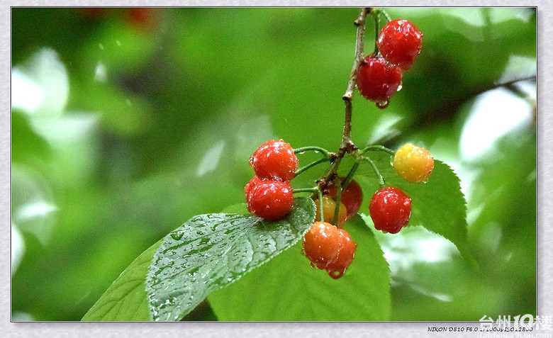 柔柔春韵雨中樱桃娇艳欲滳