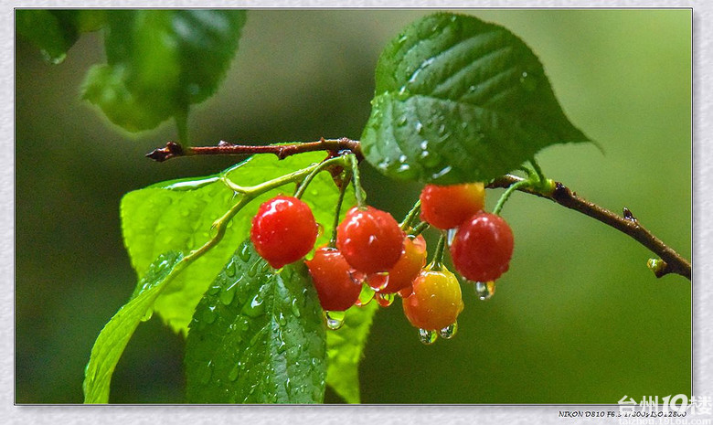 柔柔春韵雨中樱桃娇艳欲滳