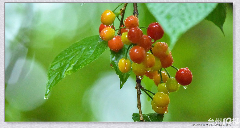 柔柔春韵雨中樱桃娇艳欲滳