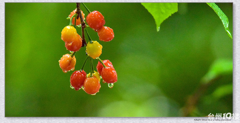 柔柔春韵雨中樱桃娇艳欲滳