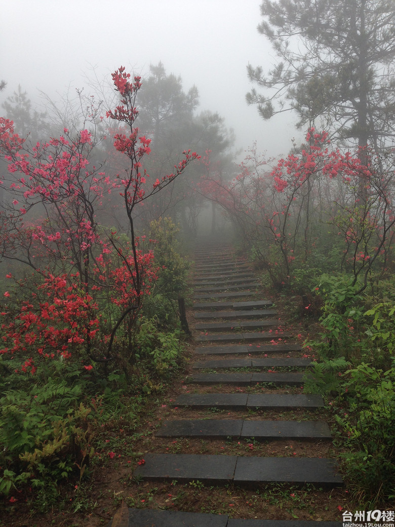 磐安杜鵑花仙居里林水庫