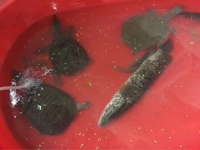 妈妈放家里抓河虾的笼竟然捕到三只野生鳖,-讲