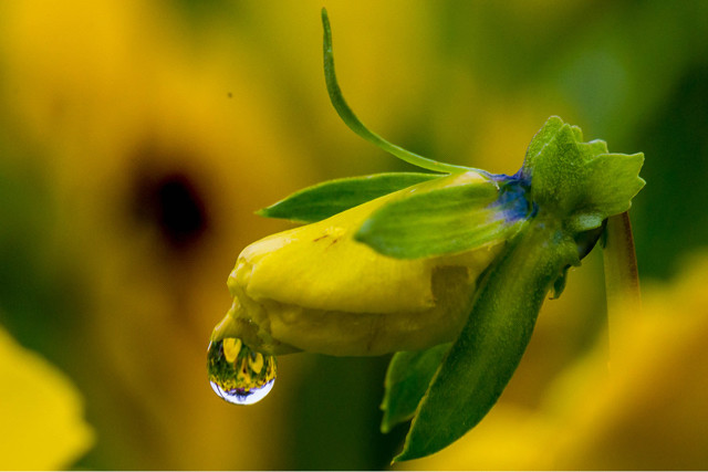 花兒與露水