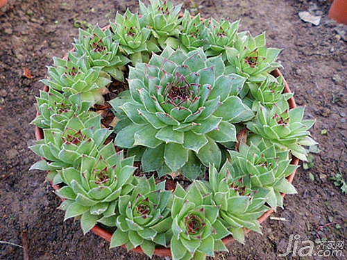 ������ �����ײ�ҶƬ���ָ��������ô�죿