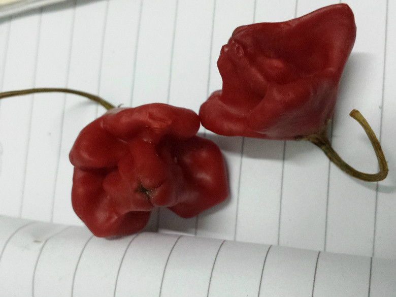 ���������ʲô