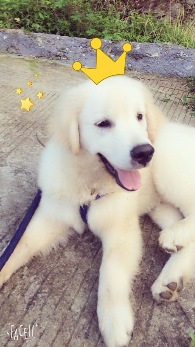 ���ȳ�������Ҽ�˧����â����