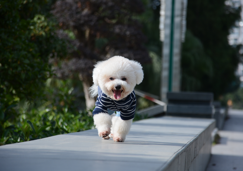 ���ȳ�������ҽд���С�����ɶ