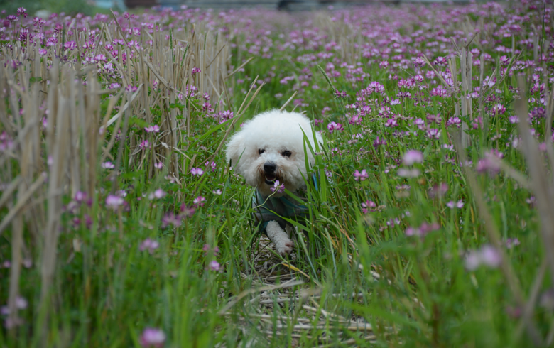 ���ȳ�������ҽд���С�����ɶ