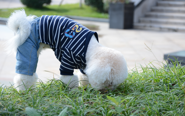 ���ȳ�������ҽд���С�����ɶ