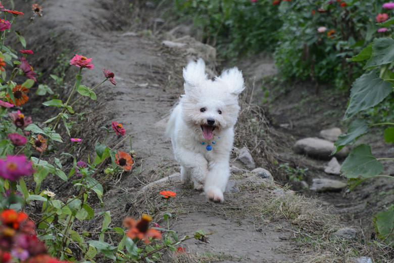 ���ȳ�������ҽд���С�����ɶ