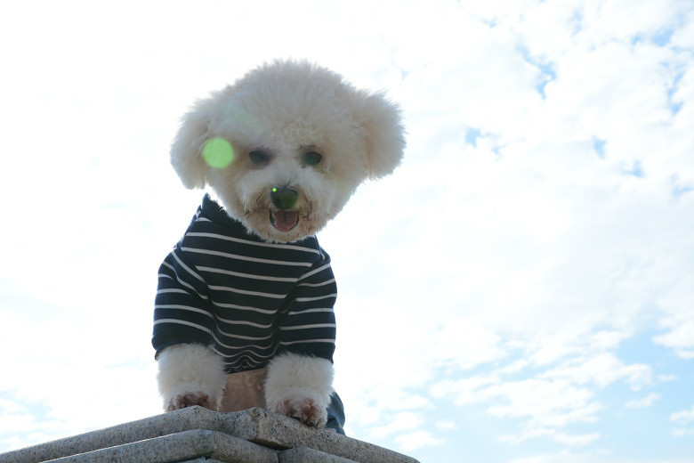 ���ȳ�������ҽд���С�����ɶ