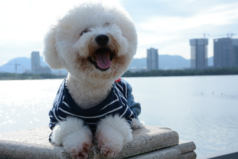 ���ȳ�������ҽд���С�����ɶ