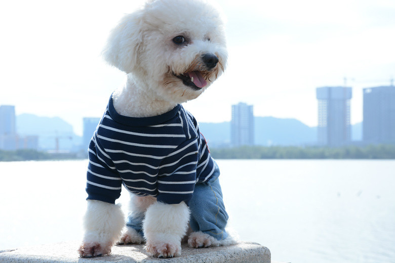 ���ȳ�������ҽд���С�����ɶ