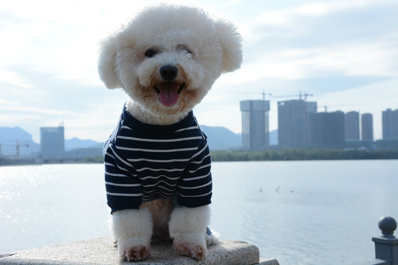 ���ȳ�������ҽд���С�����ɶ