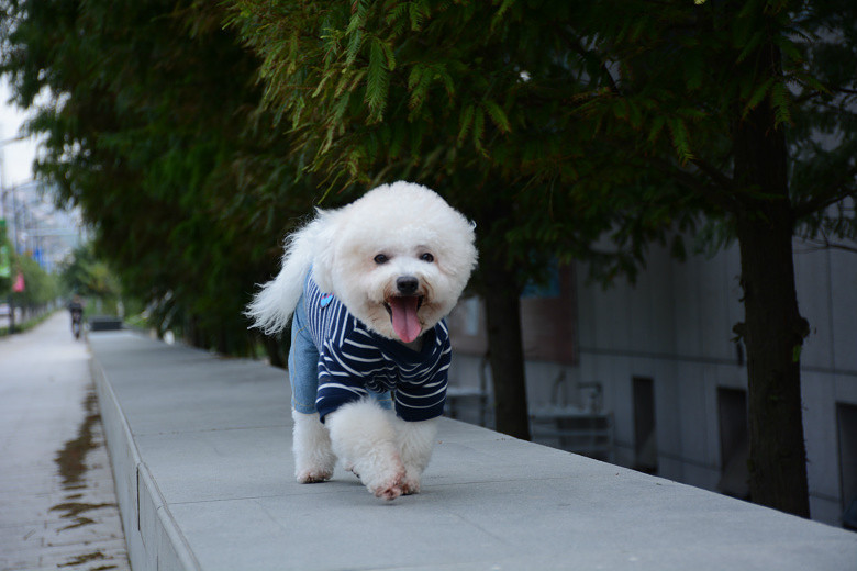 ���ȳ�������ҽд���С�����ɶ