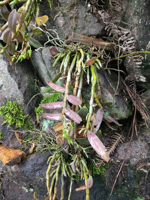 种在石头缝里的铁皮石斛