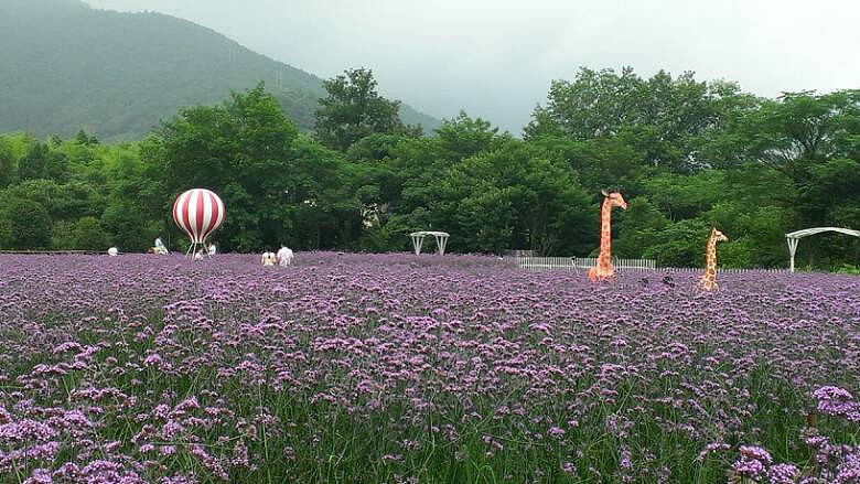 黃岩百畝薰衣草花海點贊送門票時間不限期