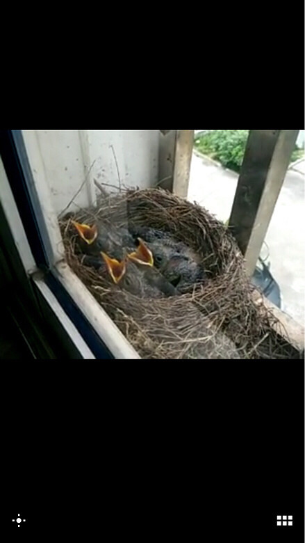 蹲守大半个月终于拍到超有爱的喂虫画面