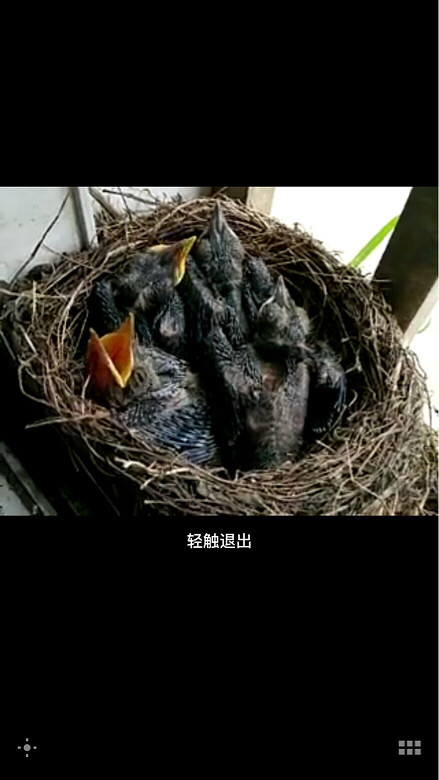 蹲守大半个月终于拍到超有爱的喂虫画面