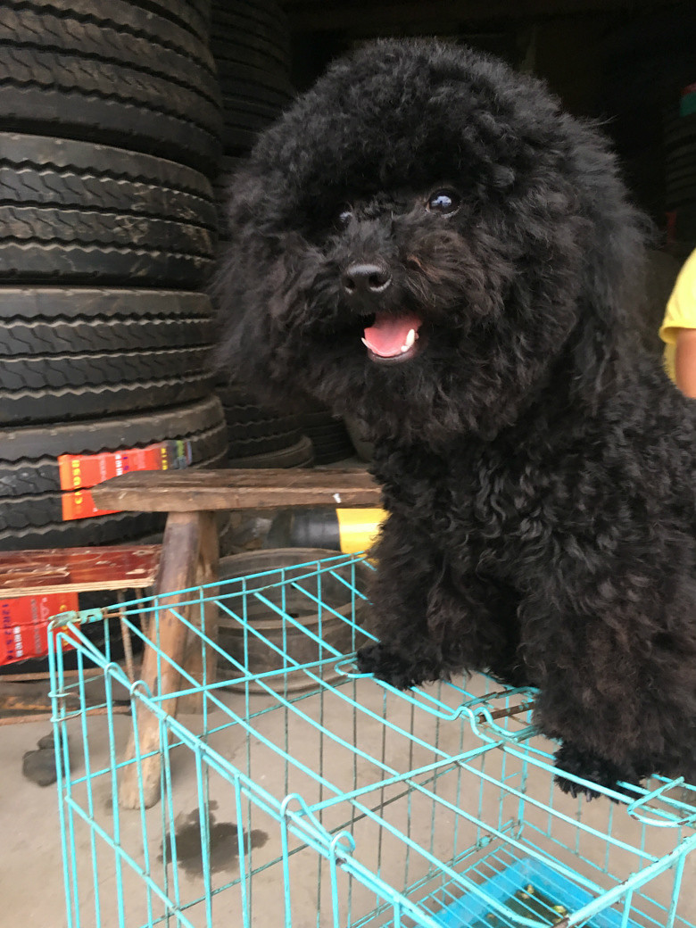 #�ȳ����#+�ȳ�ô�� ˭��������  ����һֻС�蹷