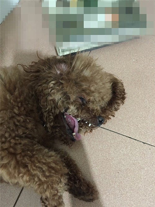 #�ȳ����#+Ϊ���ý�����Ҳ�ǹ�ƴ����