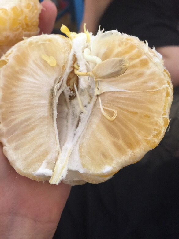 柚子果肉发芽的图片图片