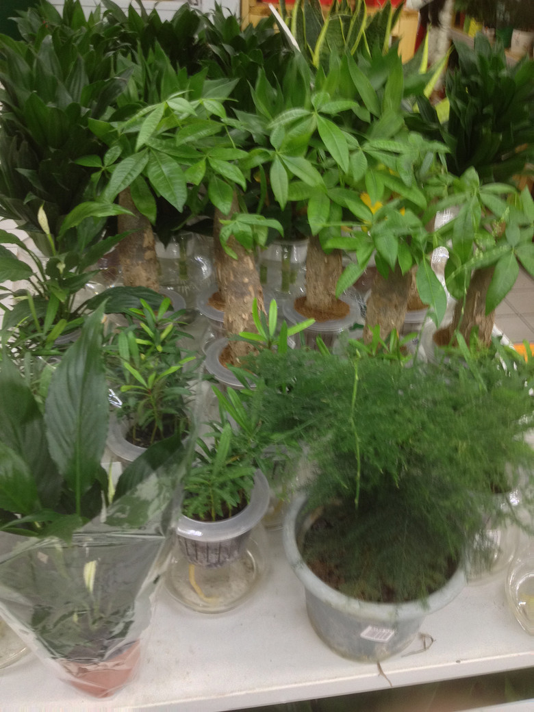 ɹ�Լ���ϲ����ֲ��