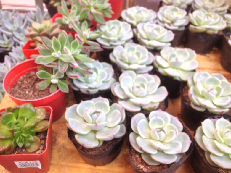 ɹ�Լ���ϲ����ֲ��