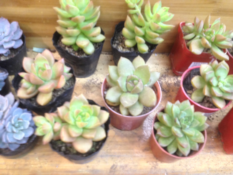 ɹ�Լ���ϲ����ֲ��