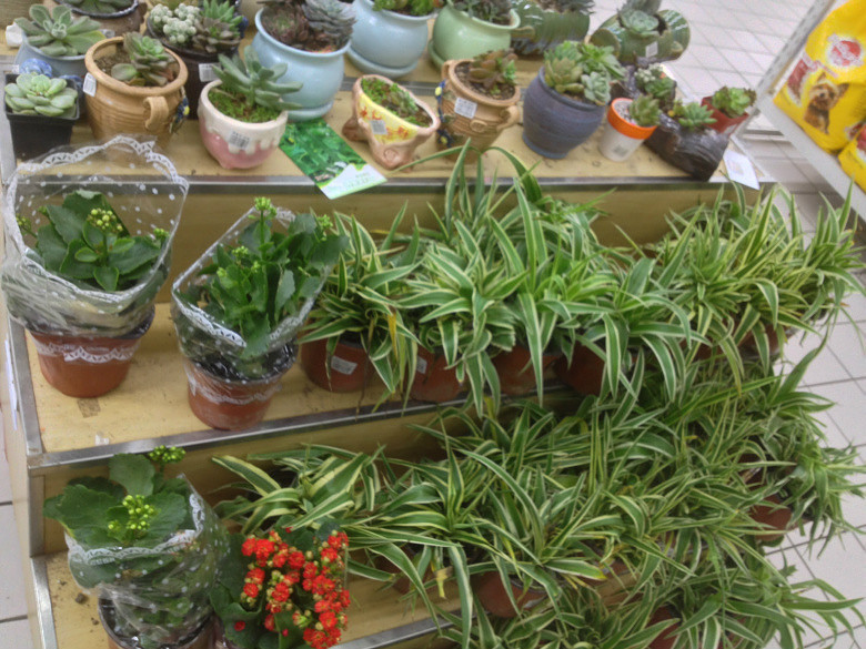 ɹ�Լ���ϲ����ֲ��