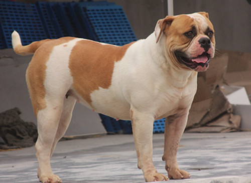 #�ȳ����#+�����Ҽ���ǫ̈̄�����Ĵ����