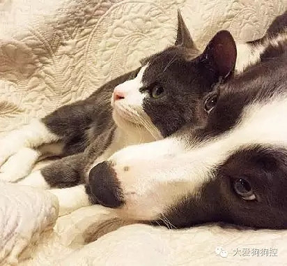 ���С������õ�Ҫ������װ