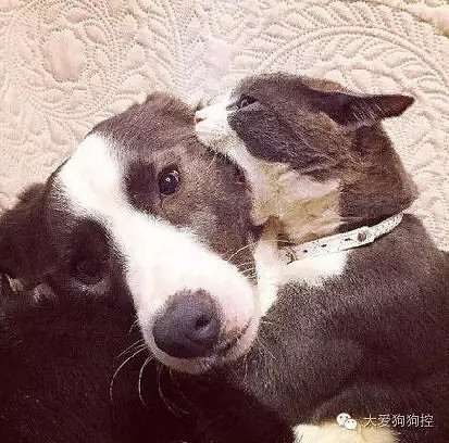 ���С������õ�Ҫ������װ