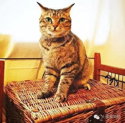 ���С������õ�Ҫ������װ