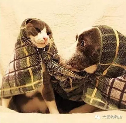 ���С������õ�Ҫ������װ