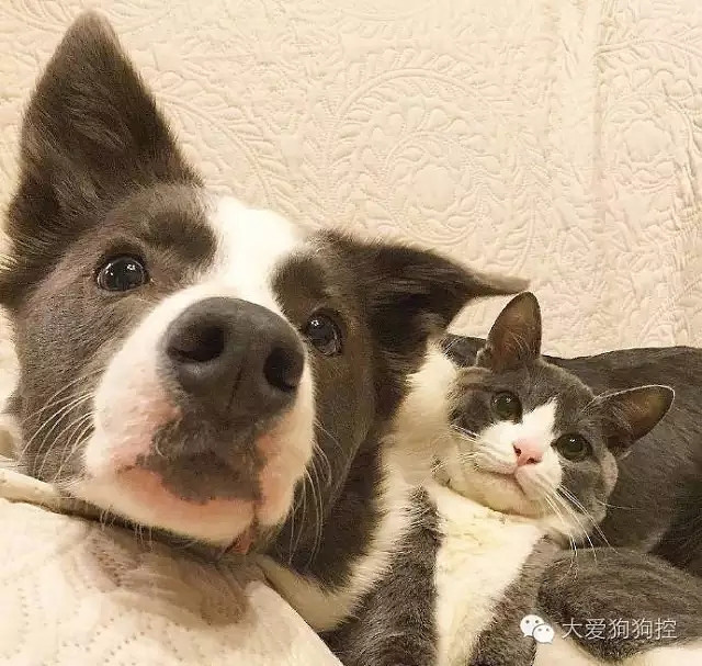 ���С������õ�Ҫ������װ