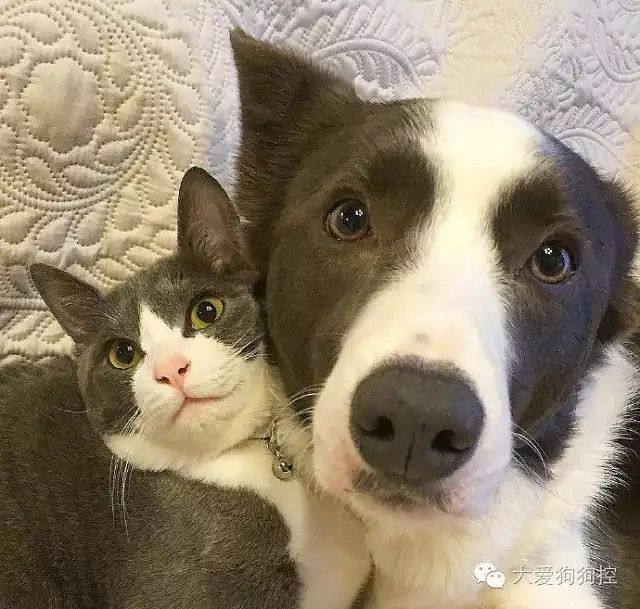 ���С������õ�Ҫ������װ