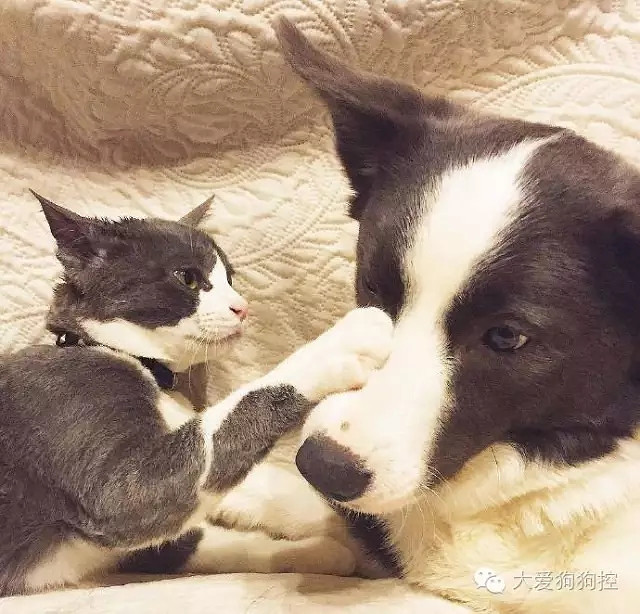 ���С������õ�Ҫ������װ