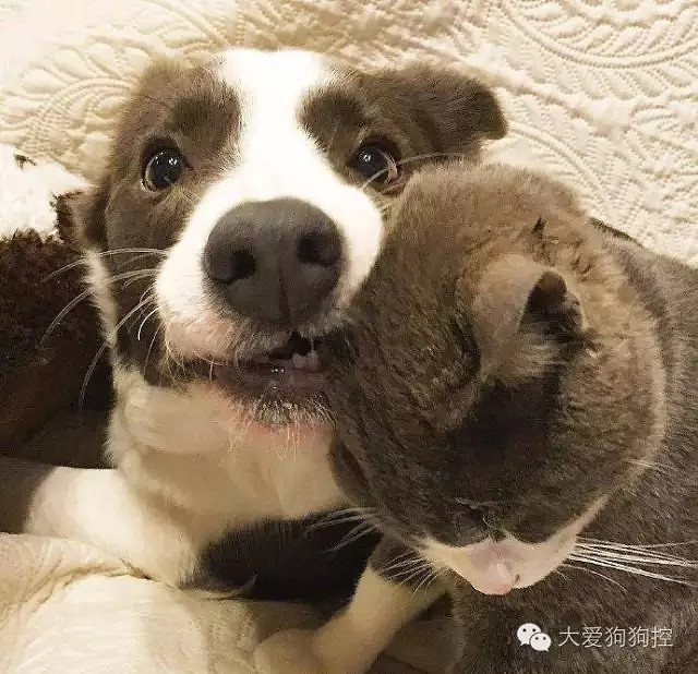 ���С������õ�Ҫ������װ