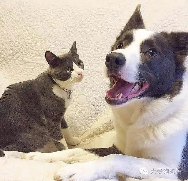 ���С������õ�Ҫ������װ