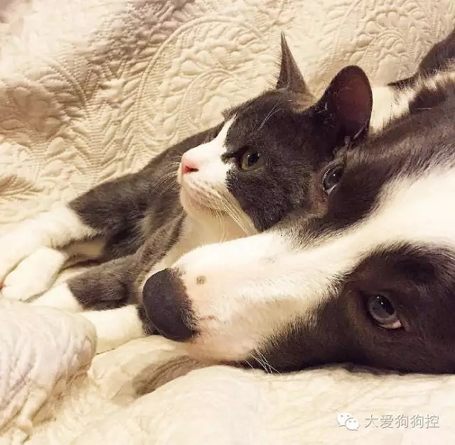 ���С������õ�Ҫ������װ