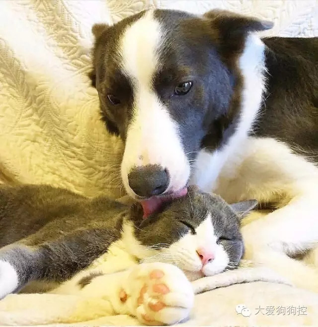 ���С������õ�Ҫ������װ