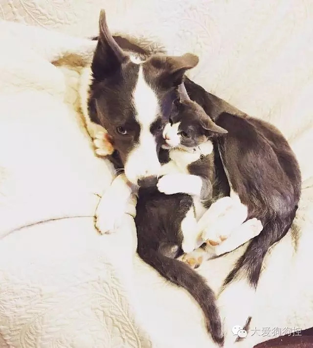 ���С������õ�Ҫ������װ