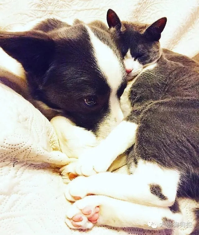 ���С������õ�Ҫ������װ