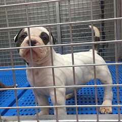 ��ͼʶ��֮Ӣ����ţȮ��������ţȮ��������ţȮ