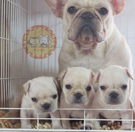 ��ͼʶ��֮Ӣ����ţȮ��������ţȮ��������ţȮ