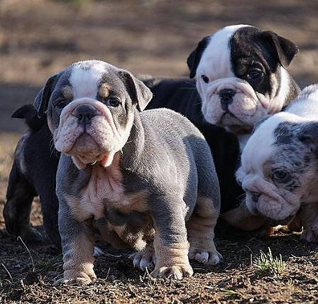 ��ͼʶ��֮Ӣ����ţȮ��������ţȮ��������ţȮ