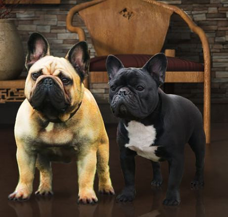 ��ͼʶ��֮Ӣ����ţȮ��������ţȮ��������ţȮ